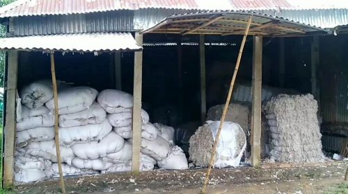গো-খাদ্য হিসাবে ব্যবহৃত হচ্ছে কারখানার পরিত্যক্ত তুলা