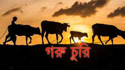 তাড়াশের নাদোসৈয়দপুর মুসলিমপাড়ায় দুর্দ্ধর্ষ গরু চুরি