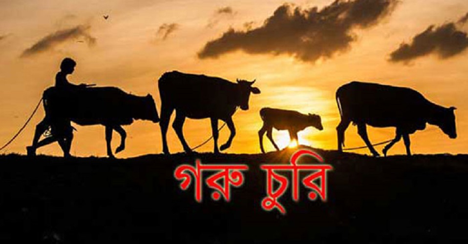 তাড়াশের নাদোসৈয়দপুর মুসলিমপাড়ায় দুর্দ্ধর্ষ গরু চুরি