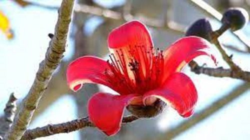 নাটোরের গুরুদাসপুরে বিলুপ্তপ্রায় প্রকৃতির শিমুল ফুল