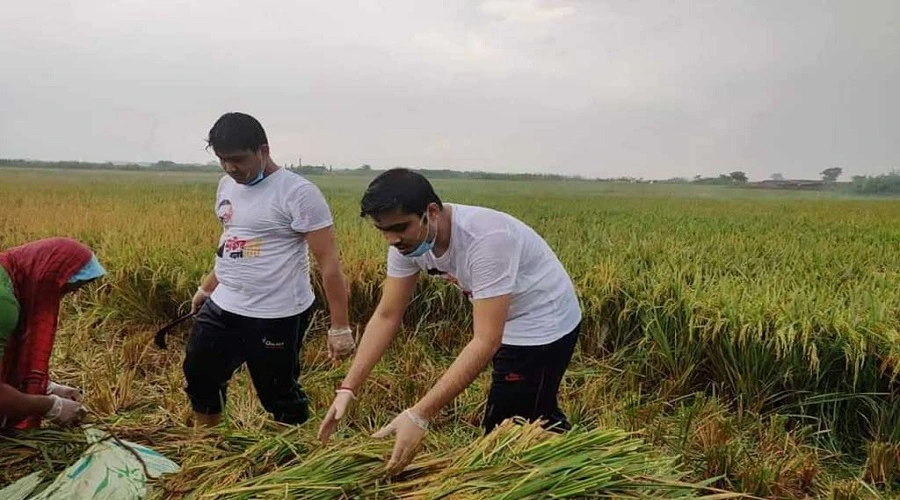 ঝিনাইদহে কৃষকের ধান কাটতে মাঠে মাঠে কৃষকলীগের নেতাকর্মীরা