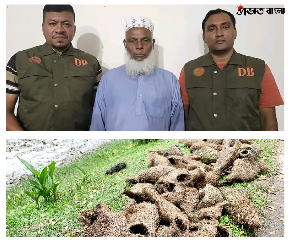 তালগাছ কেটে বাবুই পাখির বাসা ধ্বংস প্রধান আসামি মোবারক গ্রেপ্তার