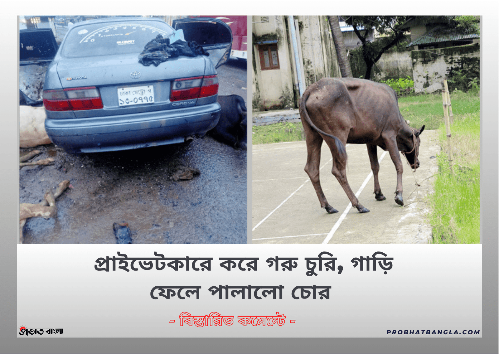 প্রাইভেটকারে করে গরু চুরি, গাড়ি ফেলে পালালো চোর